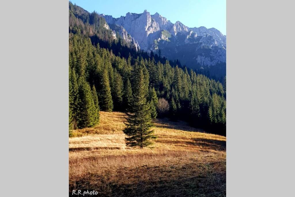 Domek Goralski Parzenica コシチェリスコ エクステリア 写真